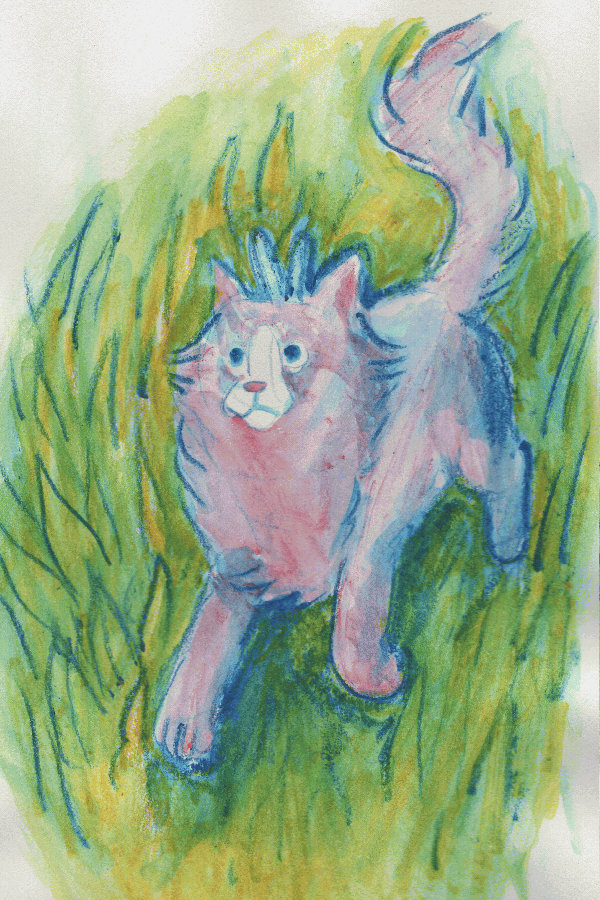 Acorn, a gray ragdoll cat, was walking in the grass.