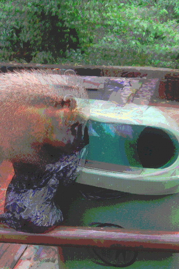 A blurry, distorted photo of an animal digging through a trash can.