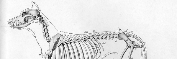 Anatomical view of a dog.