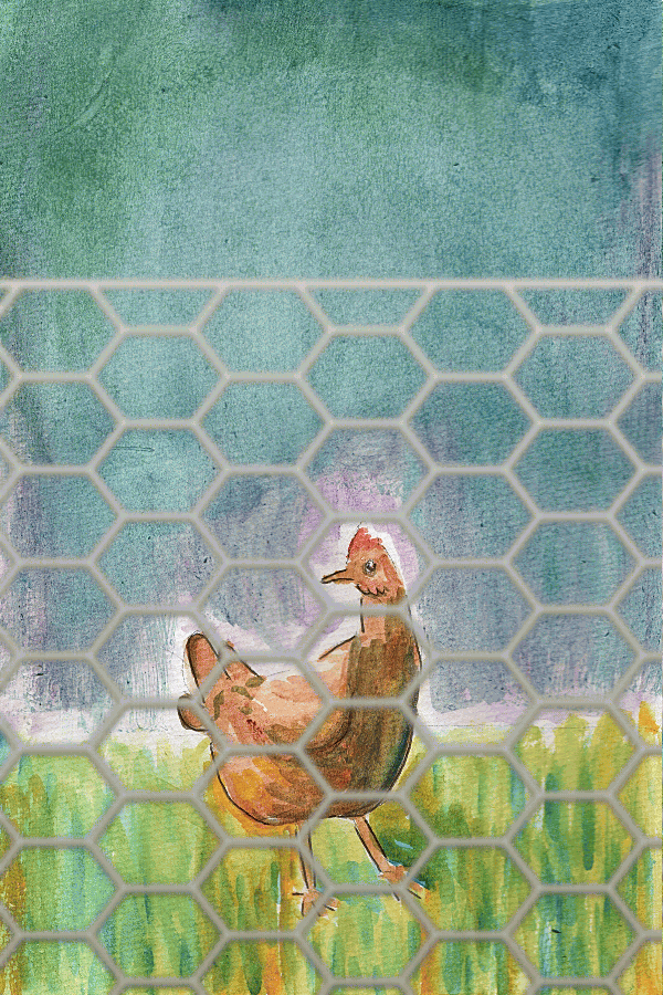 He was looking at a red chicken behind a fence.