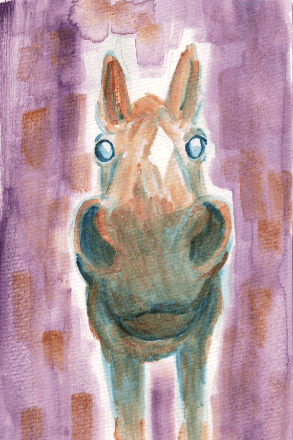 It was a horse with its nose really close to the camera