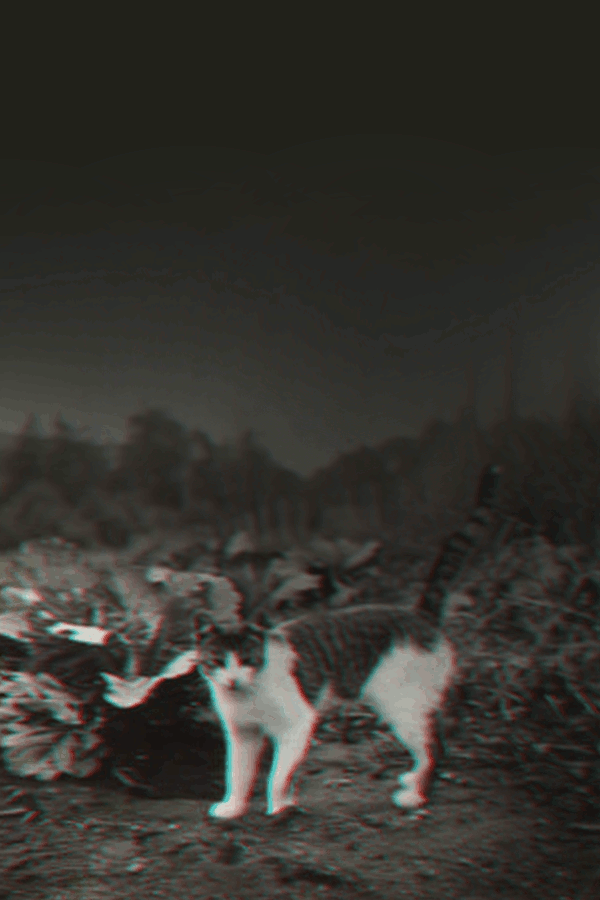 He could see a small cat in a clearing.