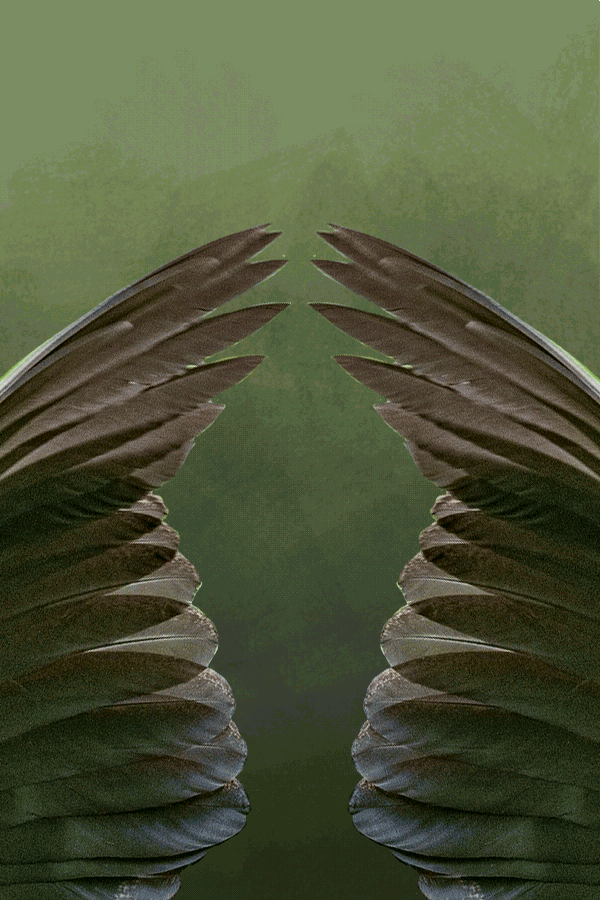 Two chicken wings with the feathers still on.